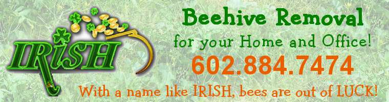 Irish Beehive Removal Service- Surprise, Phoenix, Arizona